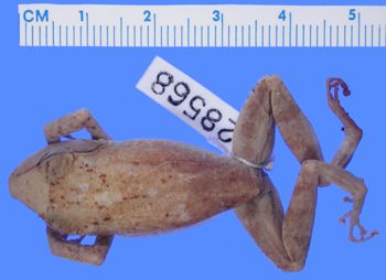 Media type: image; Herpetology A-28568